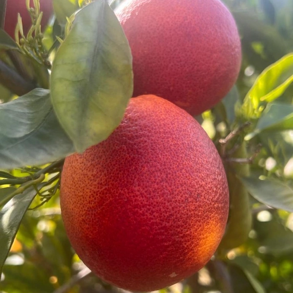 Blood Orange Tree Dwarf, Grafted Citrus Tree 2-3 Feet Tall, 1 Gallon Pot