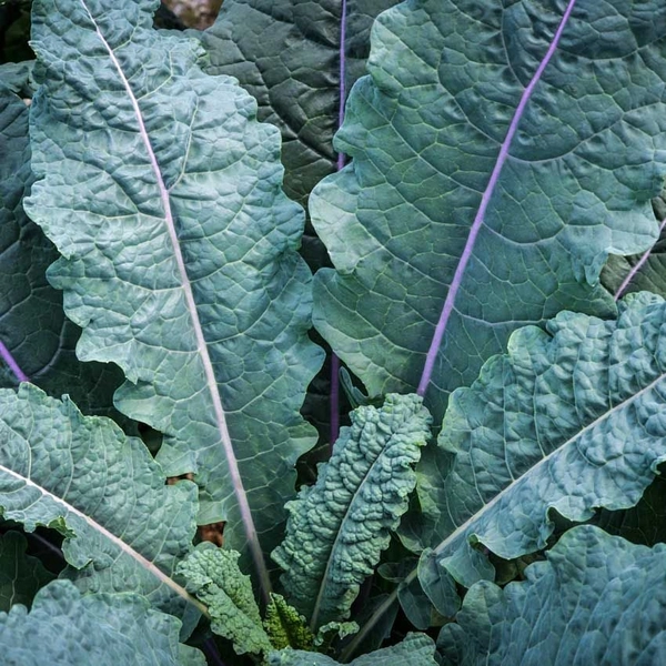 Kale Seeds, Dazzling Blue