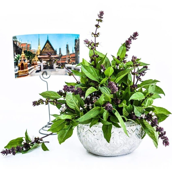 Basil Seeds, Thai Sweet 