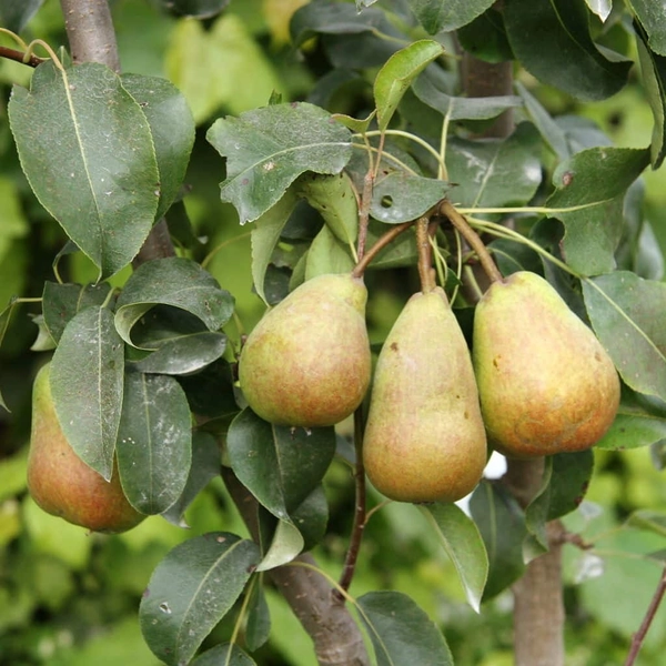 Common Pear (Bartlett Seedling) Tree For Sale - 1-2ft Bareroot Seedling