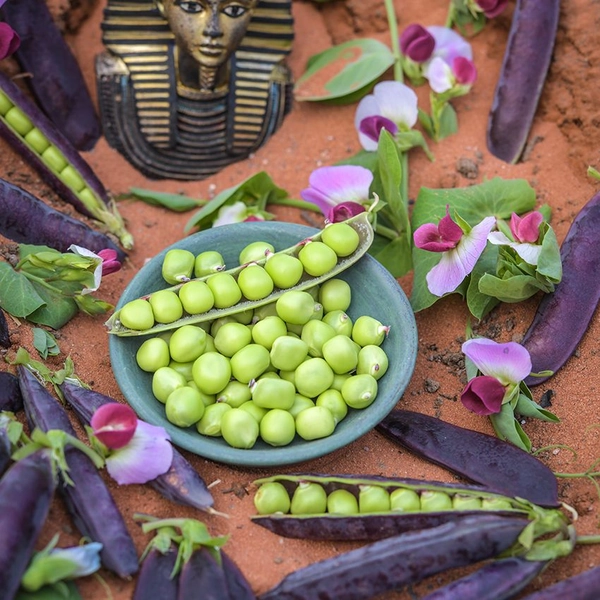 Pea Seeds, King Tut Purple