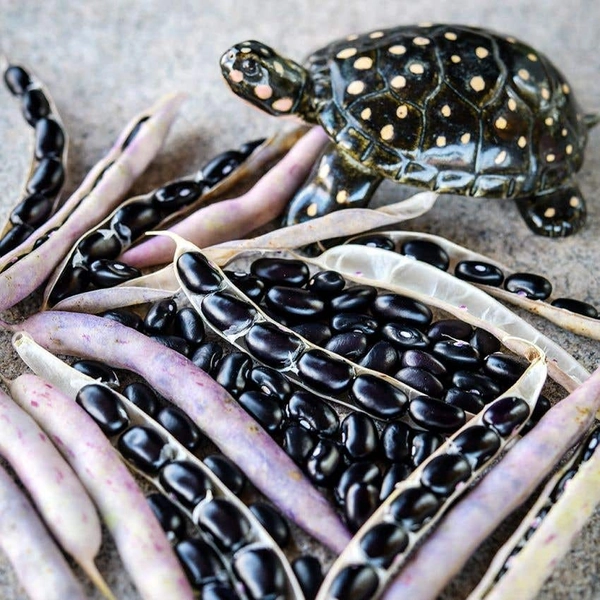 Bean Seeds, Black Turtle 