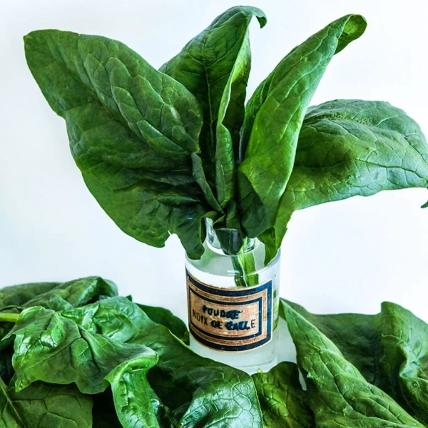 Spinach Seeds, Monstrueux De Viroflay 