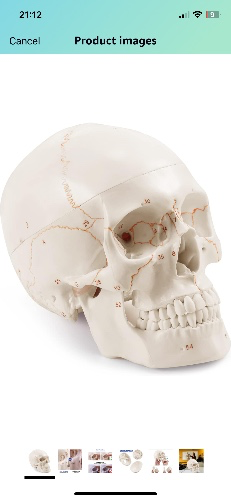Upgraded Life Size Human Head Skull Anatomical Model with Newest Laser-Etched Fonts Not Hand Write Number, Not Smudged for Medical Student Human Anatomy Study Course : Amazon.com.au
