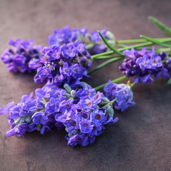 Lavender Seeds, Ellagance Purple 
