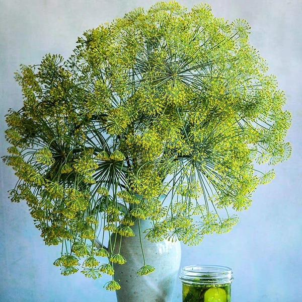 Dill Seeds, Bouquet 