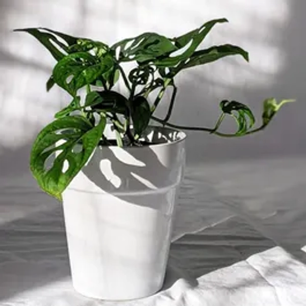 Monstera adansonii - Swiss cheese vine