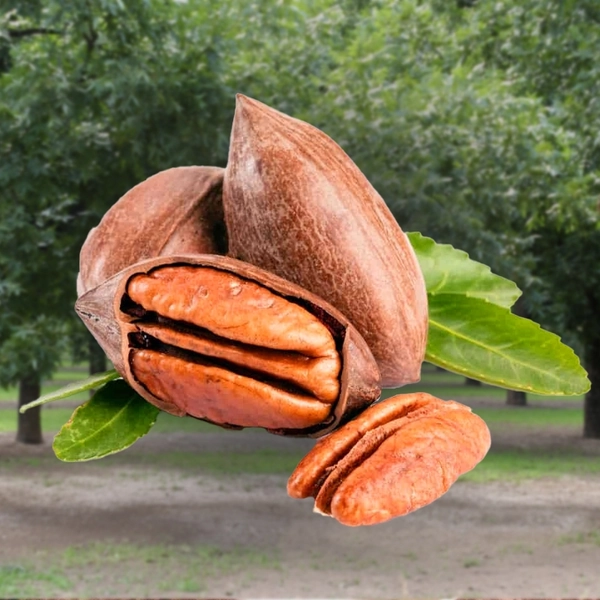 Desirable Pecan Trees For Sale at Ty Ty Nursery