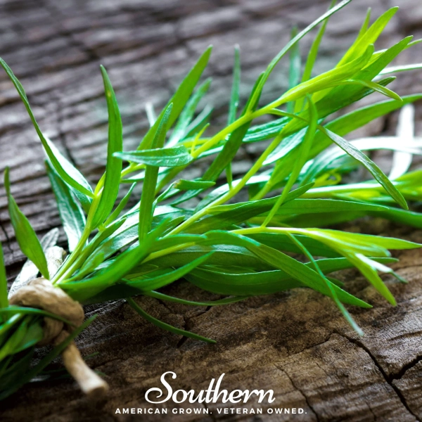 Tarragon (Artemisia dracunculoides) - 300 Seeds