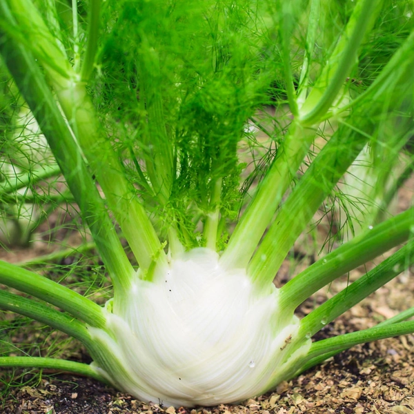 Fennel di Firenza (Foeniculum vulgare)