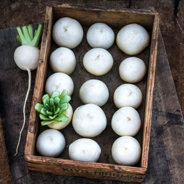 Turnip Seeds, Tokinashi 