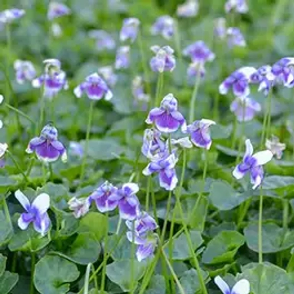 Viola hederacea - native violet