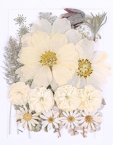 48PCS White Large Real Dried Pressed Flowers Leaves Natural Plant Herbarium for DIY Resin Mold Jewelry Making Craft (12 Styles) - White