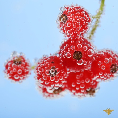 Bubbles & Berries | Sparkling Currant Fragrance Oil | 2 oz Bottle