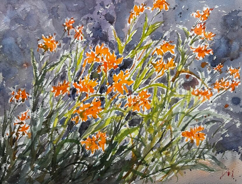 Sword lilies at Taylors Bay by Shelly Du