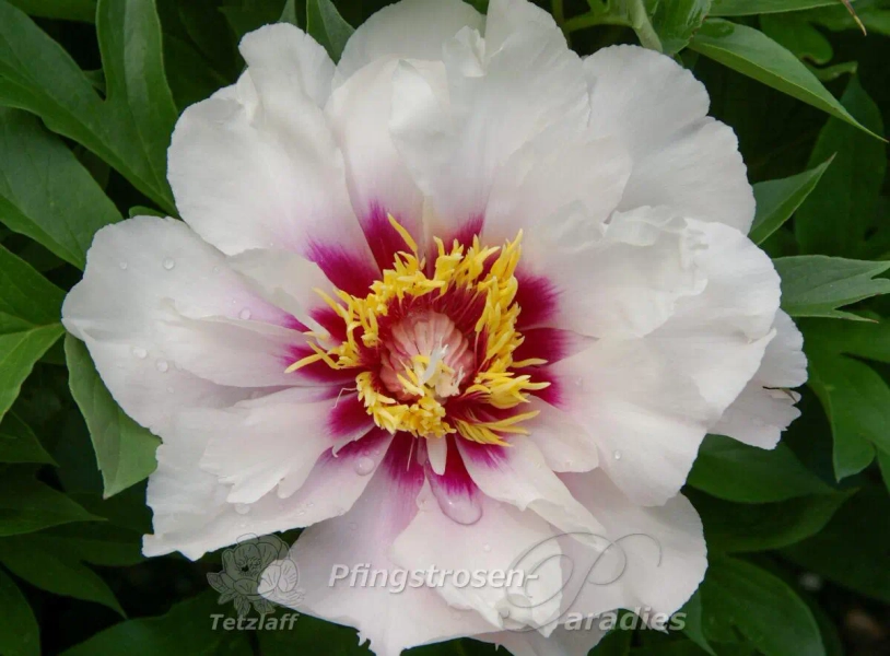 Paeonia 'Cora Louise' | Pfingstrosen-Paradies Tetzlaff