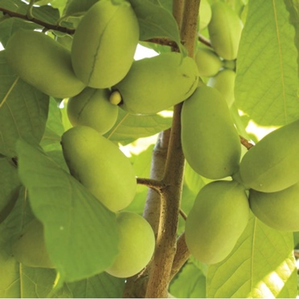 Pawpaw : 90-150cm (3-5')  3 gallon pot  On Own Root