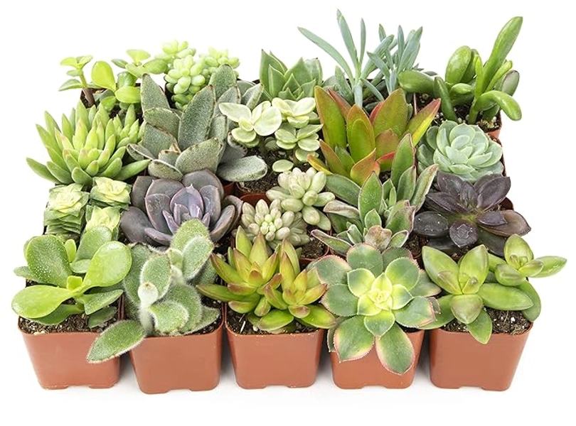Altman Plants, Live Succulent Plants (20 Pack) Assorted Potted Succulents Plants Live House Plants in Cacti and Succulent Soil Mix, Cactus Plants Live Indoor Plants Live Houseplants in Planter Pots - 20-PACK - Plants