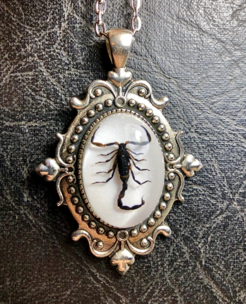 Scorpio Black Scorpion Entomology Dead Insect Bug Specimen in Resin Cameo Shield Silver Scroll Necklace - Etsy UK