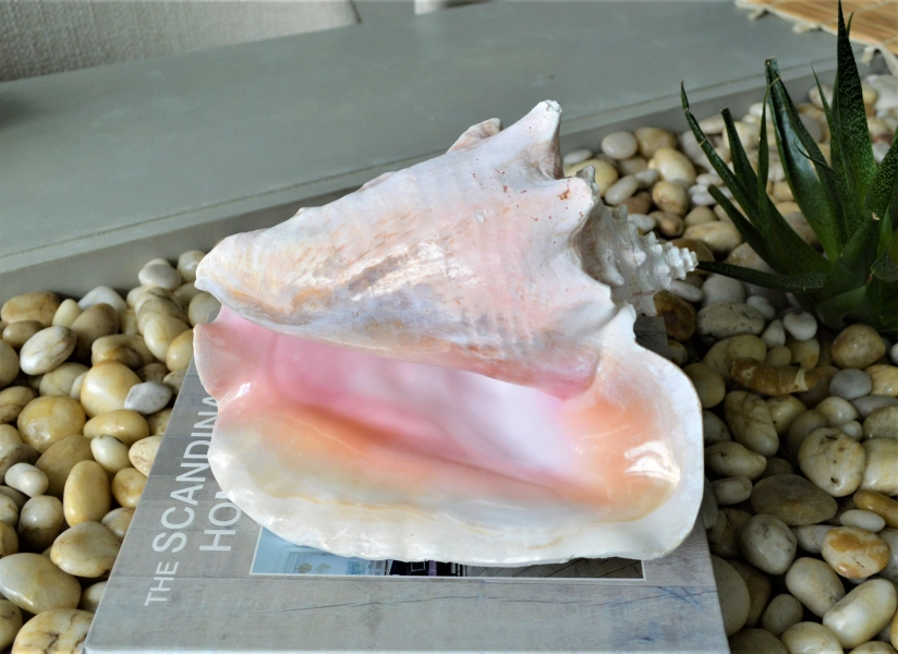 Bahama Pink Conch Seashell 6-11" You pick size, Caribbean Queen Beach Nautical Table Coastal Décor Shell