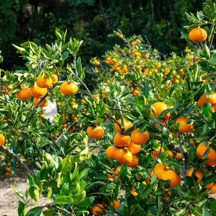 Arctic Frost Satsuma Tree | Orange Trees for Sale