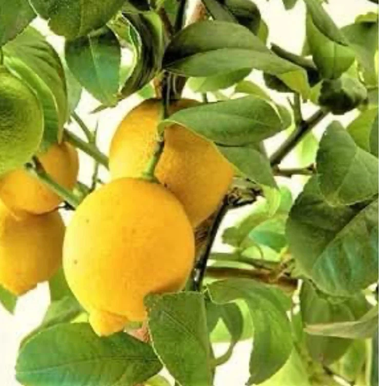 Amazon.com : Live Meyer Lemon Plant - Dwarf Meyer Lemon Tree - Live Plant - Yellow Lemon Plant - Big Lemon Plant - 2-5 Inch Tall : Patio, Lawn & Garden