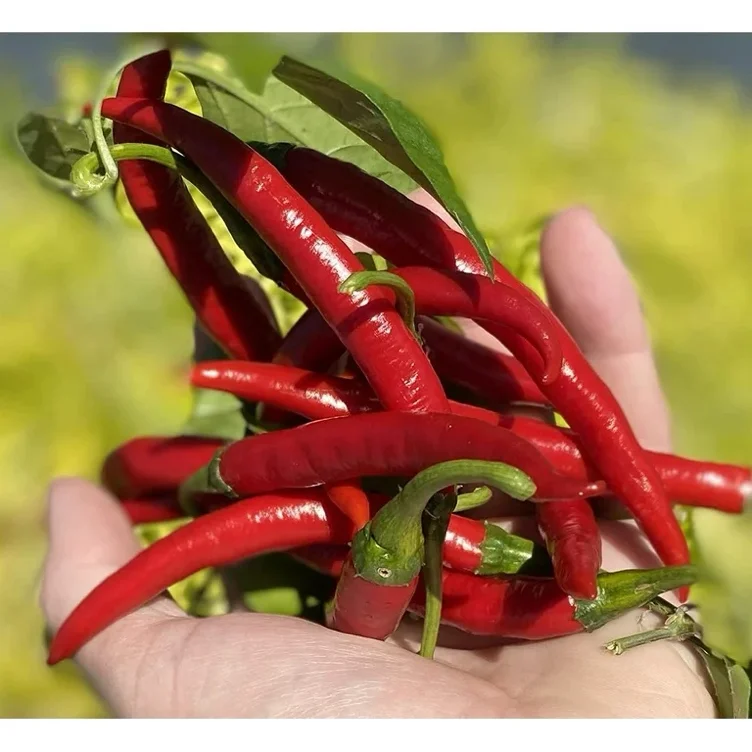 Sichuan Pepper