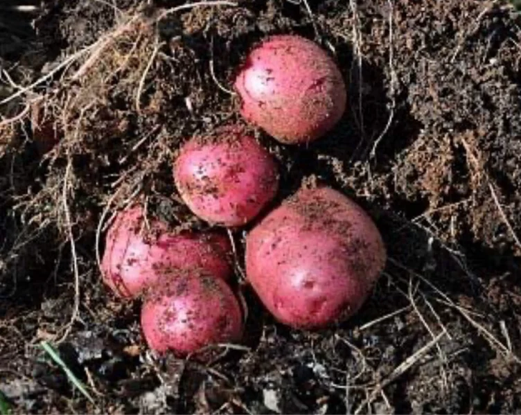 Red Potatoes