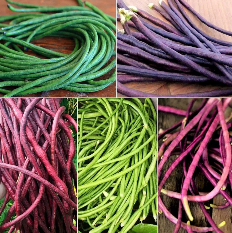 5 Colors Mix Yard Long Bean Seeds - 30+ Count Packet - for 2024 Purple, Green, Red, Pink, White Blend Multi Variety Pole Asian : Patio, Lawn & Garden