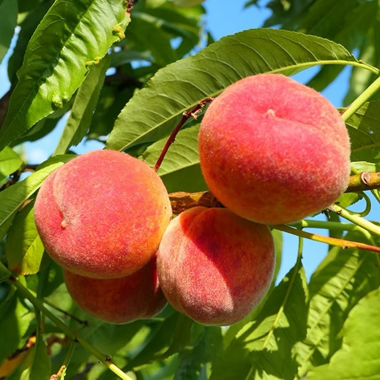 Amazon.com : Dwarf Peach Tree Seeds GMO Free Fruits Tree Seed for Small Gardens, Patios, Balconies, and Even Indoor Cultivation Easier Maintenance 10Pcs Fruit Seeds by YEGAOL Garden : Patio, Lawn & Garden