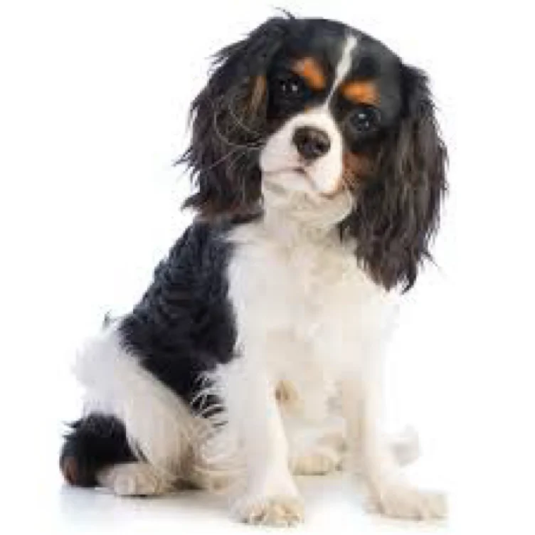 Female cavalier King Charles 