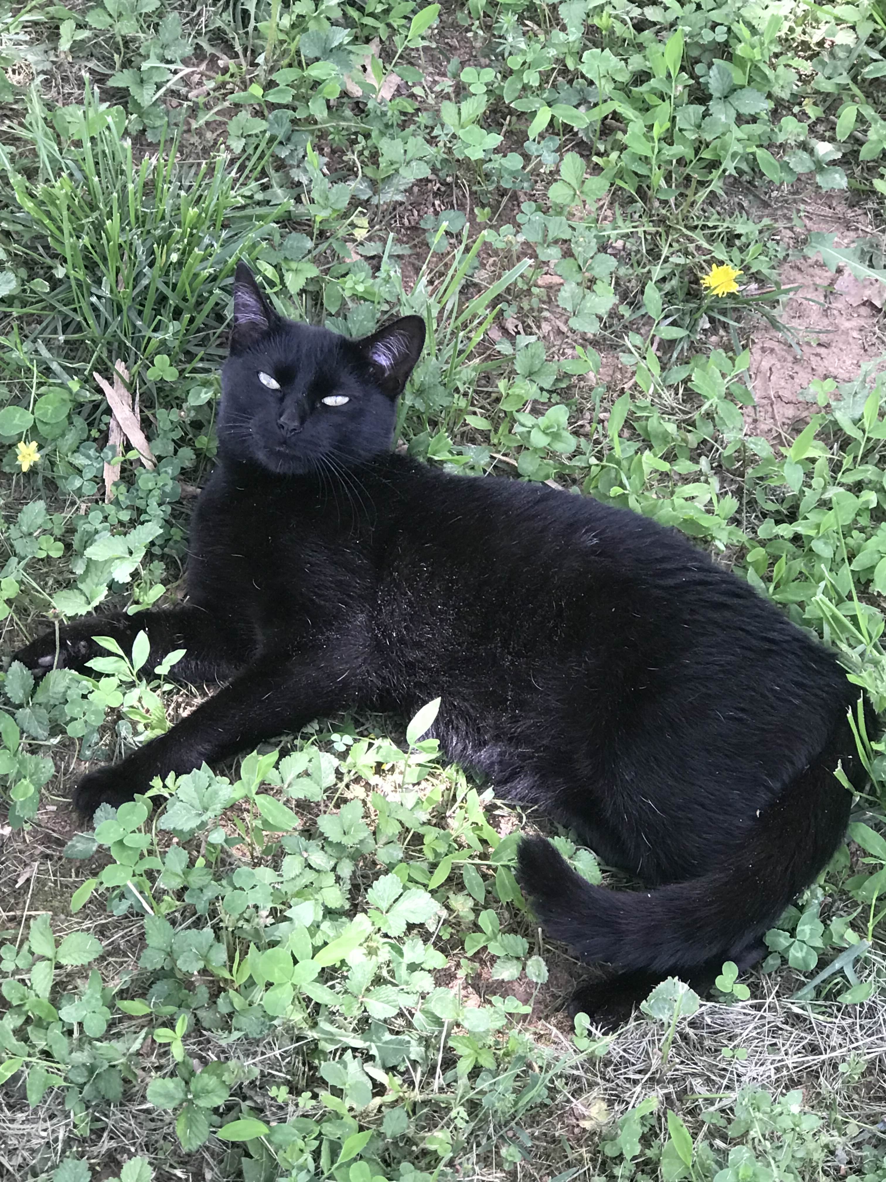 MeowzerzDaCat