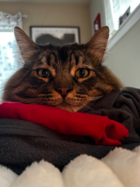 piper