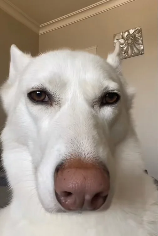 Apollo