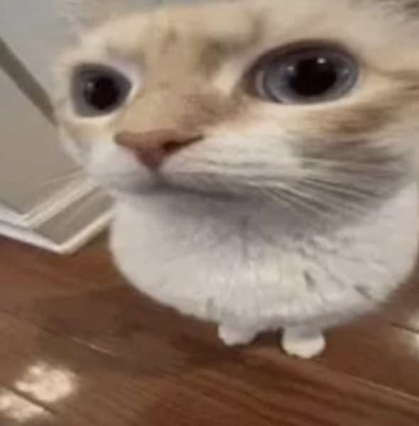 Maya