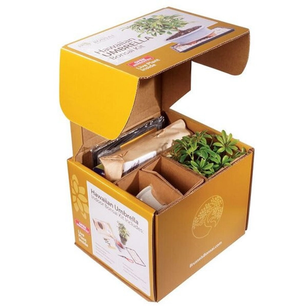 Hawaiian Umbrella Bonsai Kit