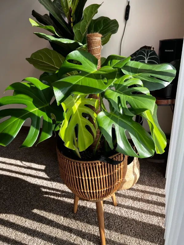 item in collection