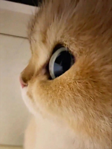 Throne Moth Venus Burlesque Glitter Lip Kit Burlesque