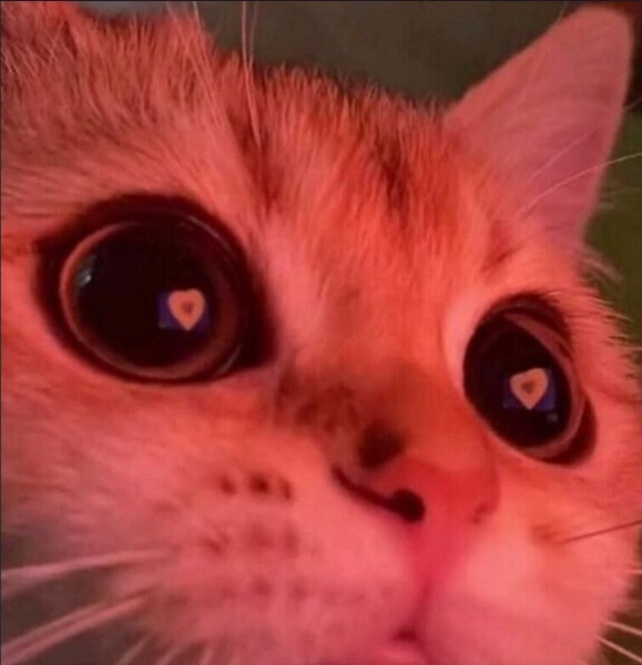 Throne | Winndago | My Wishlist