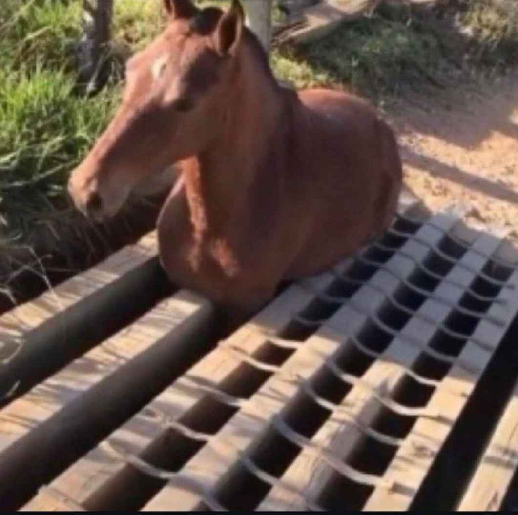 senor_caballo