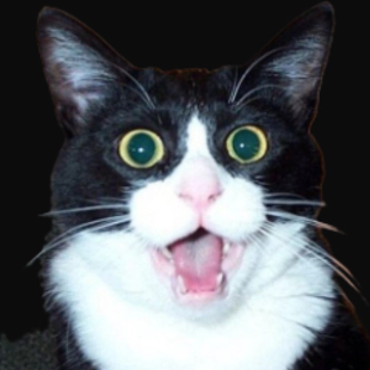 GrandpaMeow Wishlist Throne grandpameow-wishlist-throne