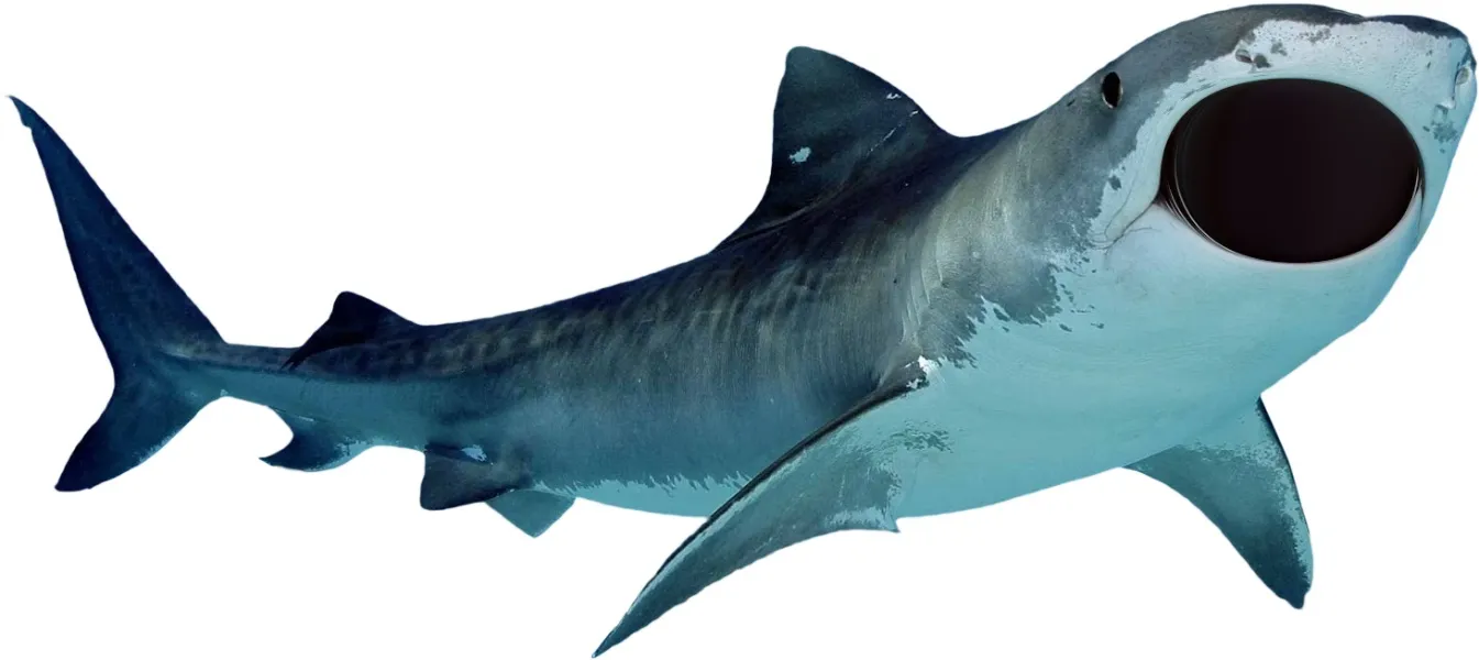 mrsnowshark