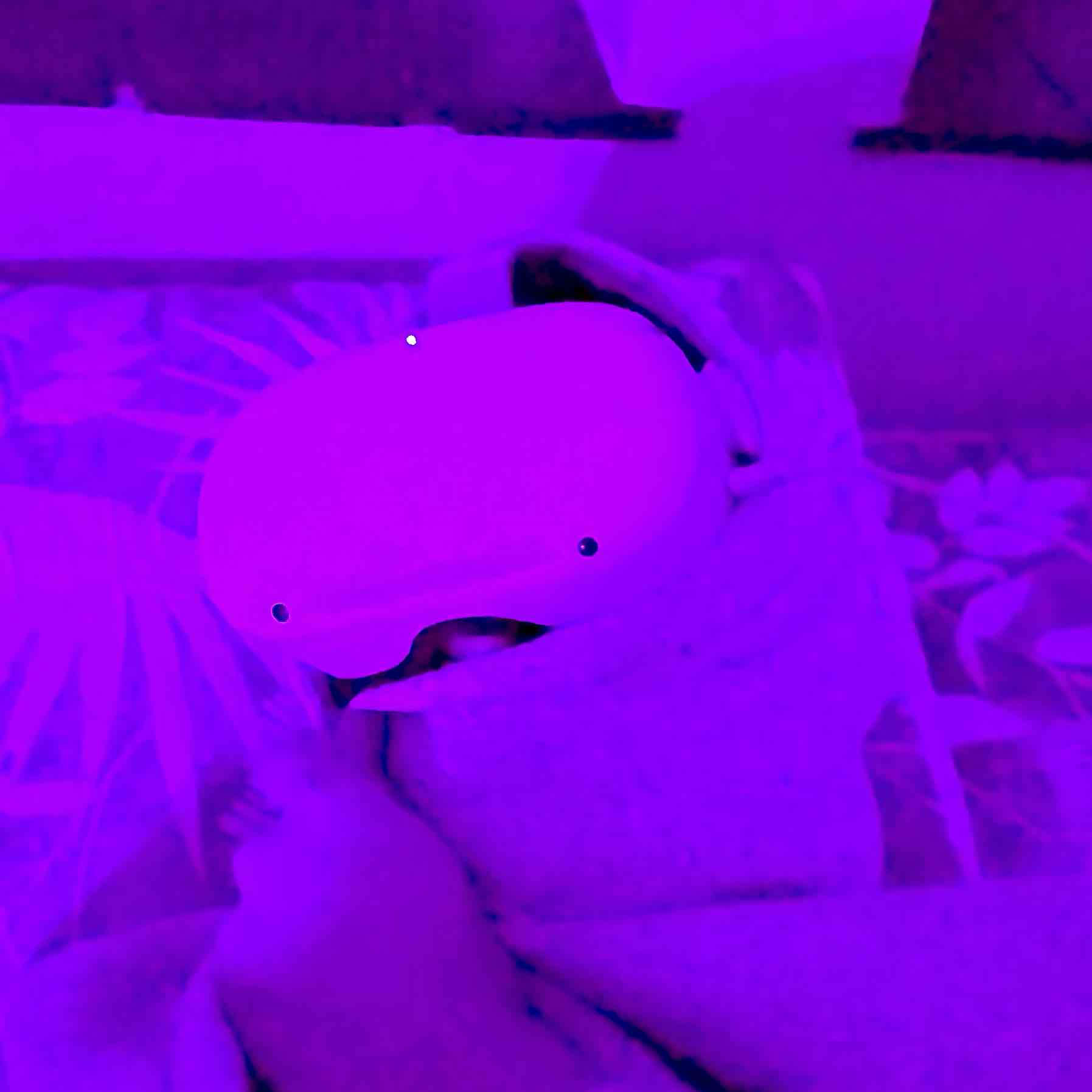 Throne Surprise Gifts