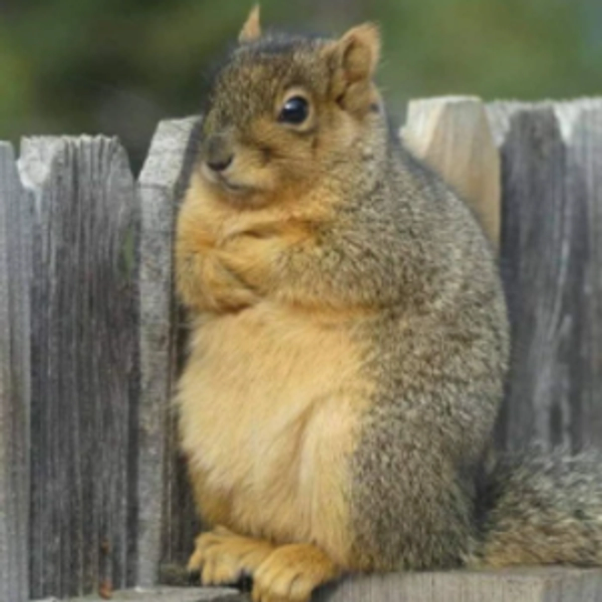 peapod_pocket_squirrel