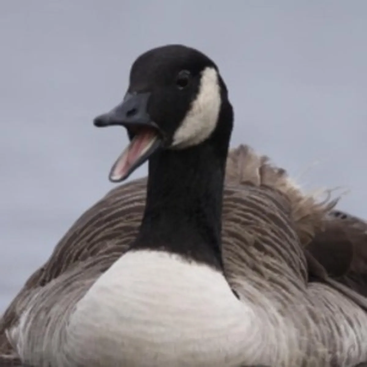 Throne Tiaras & Teakettles Wishlist