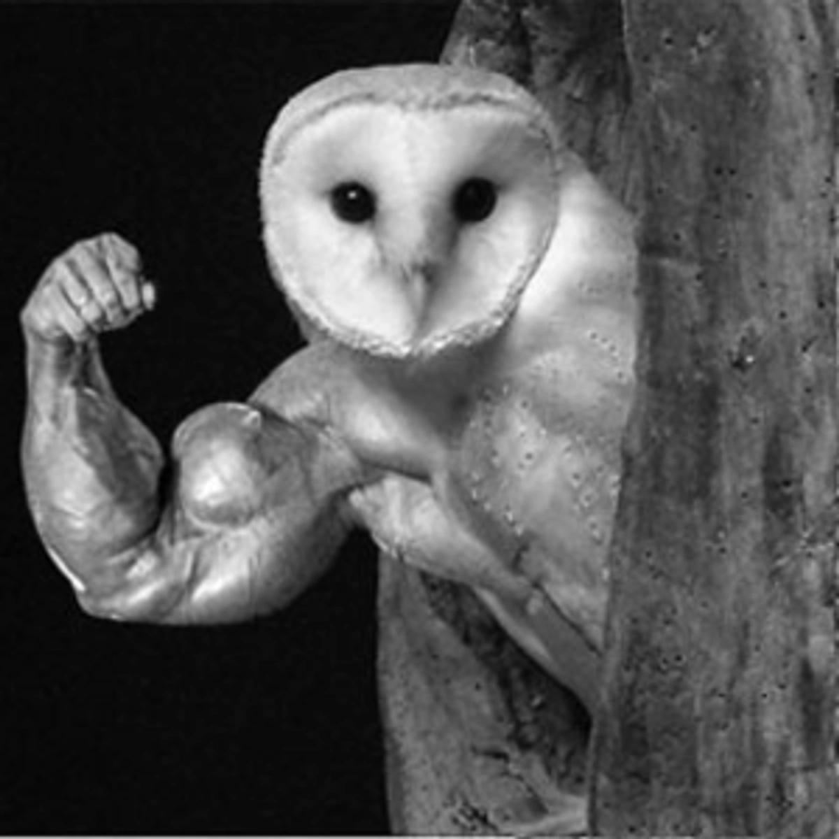 TheDerpyBarnOwl
