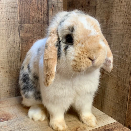 Throne DaniDawnstar HOCKEY!