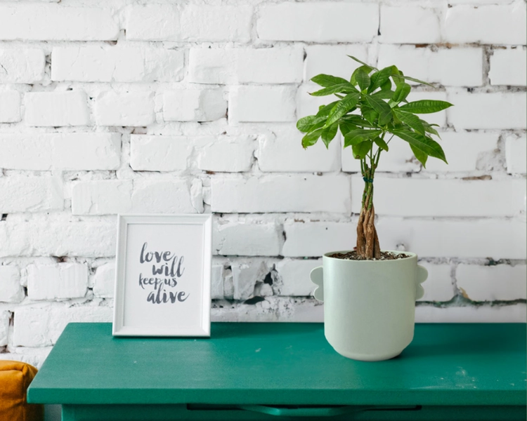 The Cherie Money Tree 