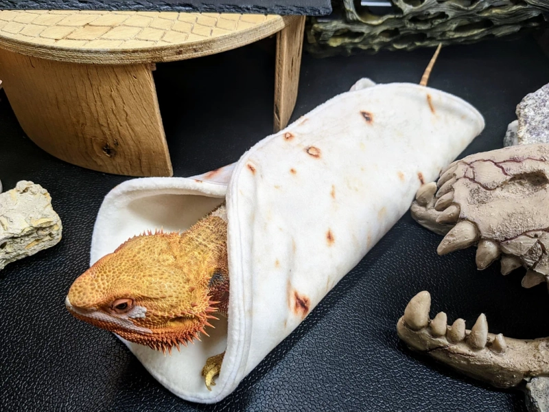 Bearded Dragon Burrito Blanket