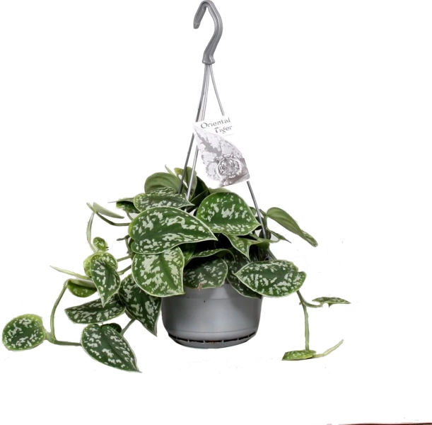 Scindapsus (Scindapsus pictus 'Argyraeus') D 14 H 40 cm